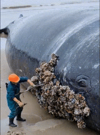 好酸爽哟。这只硕大的鲸鱼实在无法忍受藤壶的叮咬。它试图通过跳跃甩掉这些该死的