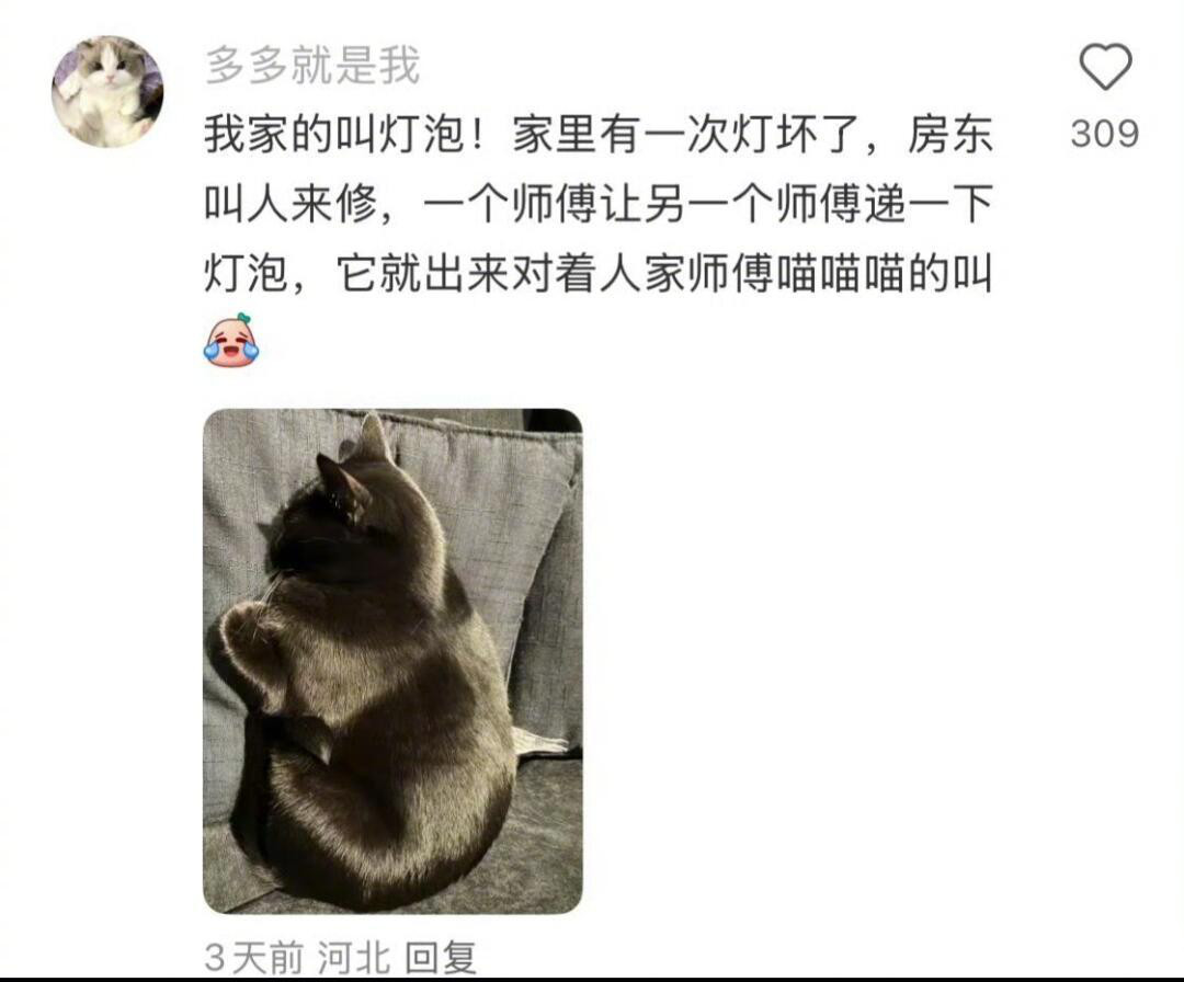 建议别给宠物取太离谱的名字