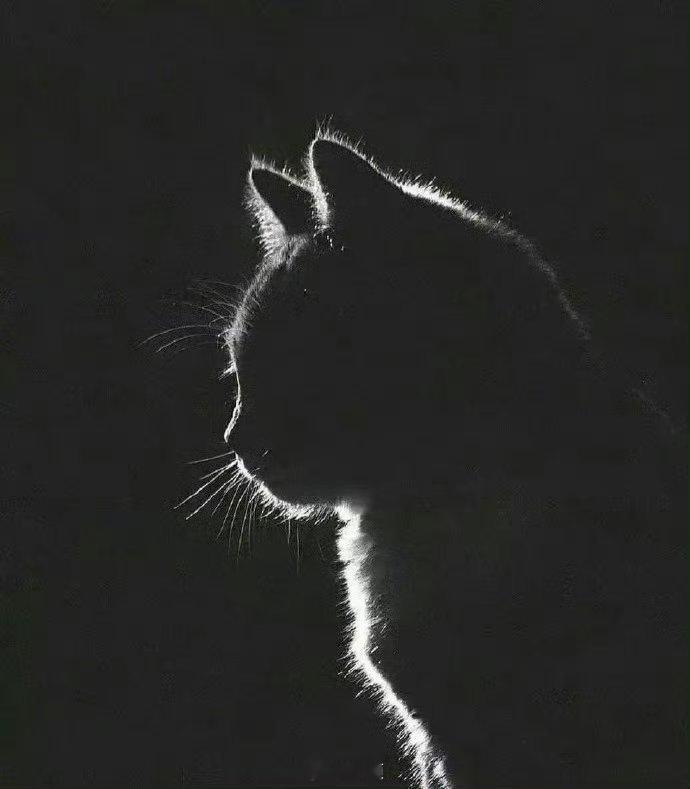 这个月赚不赚钱，就看你点不点赞了，喵星人赐予你秒板的好运