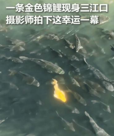 上人民日报了！四川宜宾一男子正在拍摄三江口，突然水里出现一抹金光，他一开始以为是