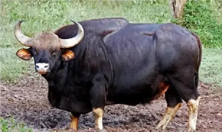 云南大姐把落单小白牛牵回家那天，她只当是普通牛娃子掉沟里了。十年里，它跟家牛一