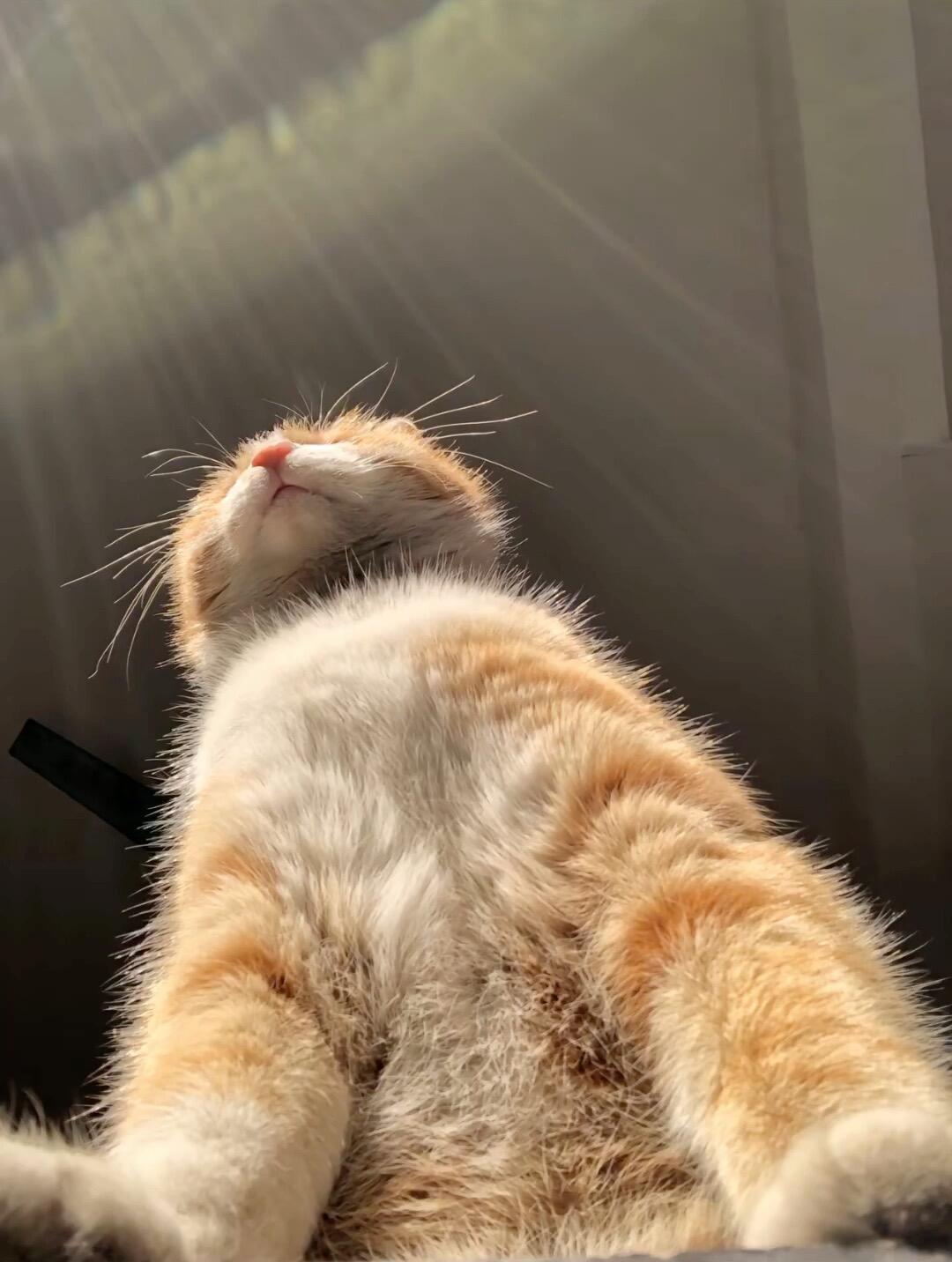 人，你可以靠着咪的胸膛继续睡！