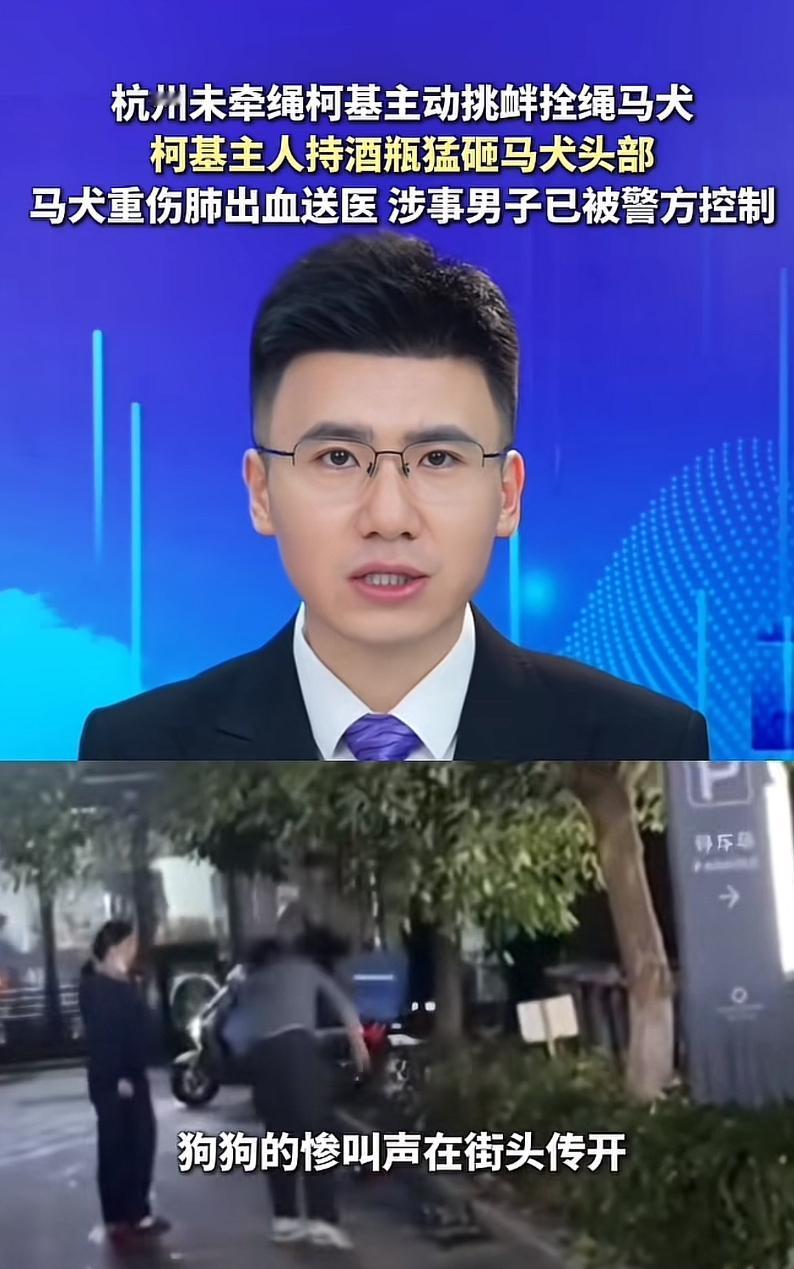 男子为了泄愤，竟将马犬打成重伤！杭州一男子，遛狗时不栓狗绳，他的柯基犬主动