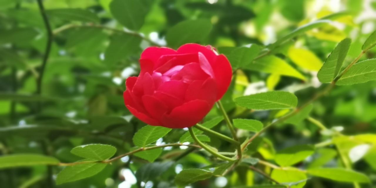在你们老家，馒头的方言怎么说在陕西，我们把馒头称作馍、蒸馍，烙馍（锅盔），夹肉的