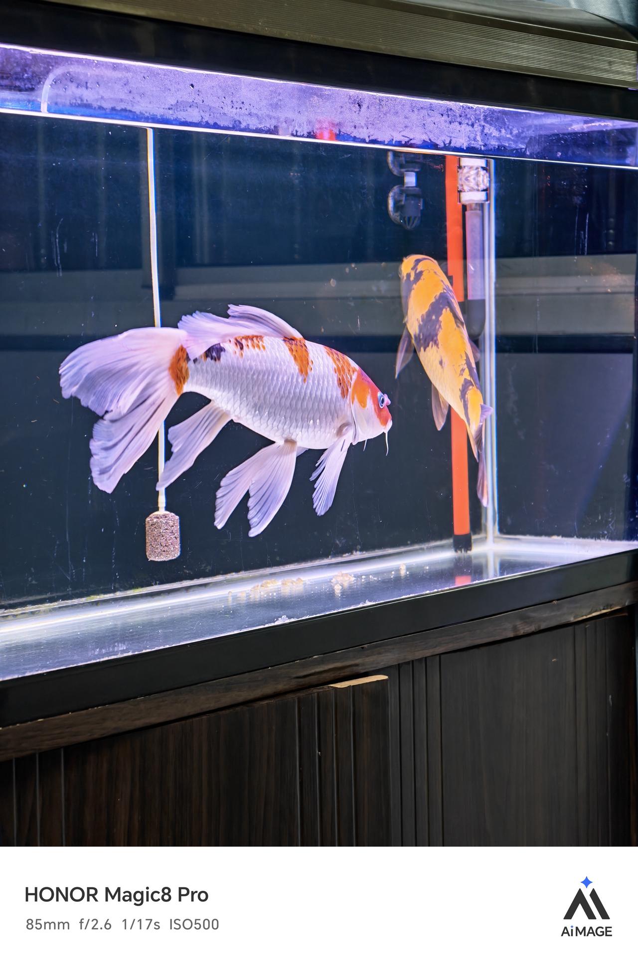 真的是越来越爱荣耀Magic8Pro的影像了，以往拍鱼缸和鱼，是真的拍不出质感
