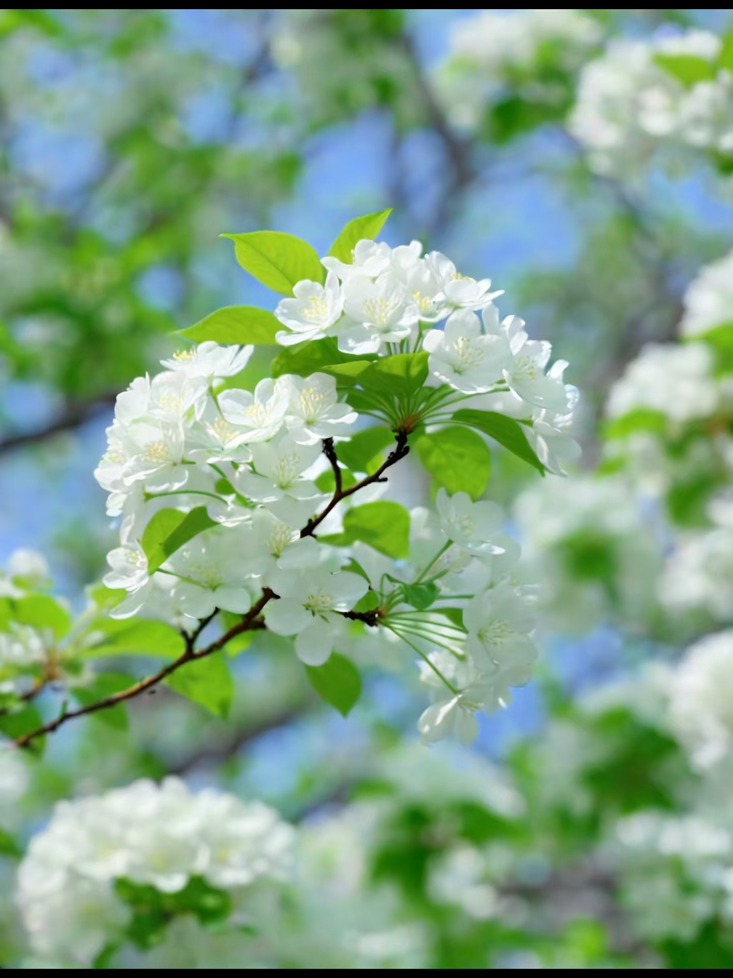 患上享受春天综合症想了一百个春天的文案，都不及这一刻的春暖花开。春天的花真美，相
