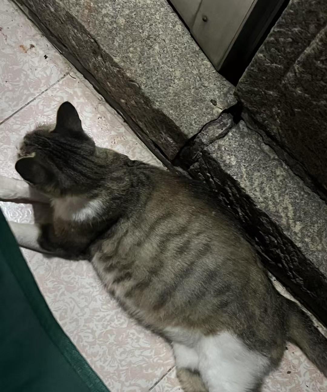 突然跑来求助的狸花猫我该怎么办？看到她肚子圆鼓鼓的应该是快要生了但我只会
