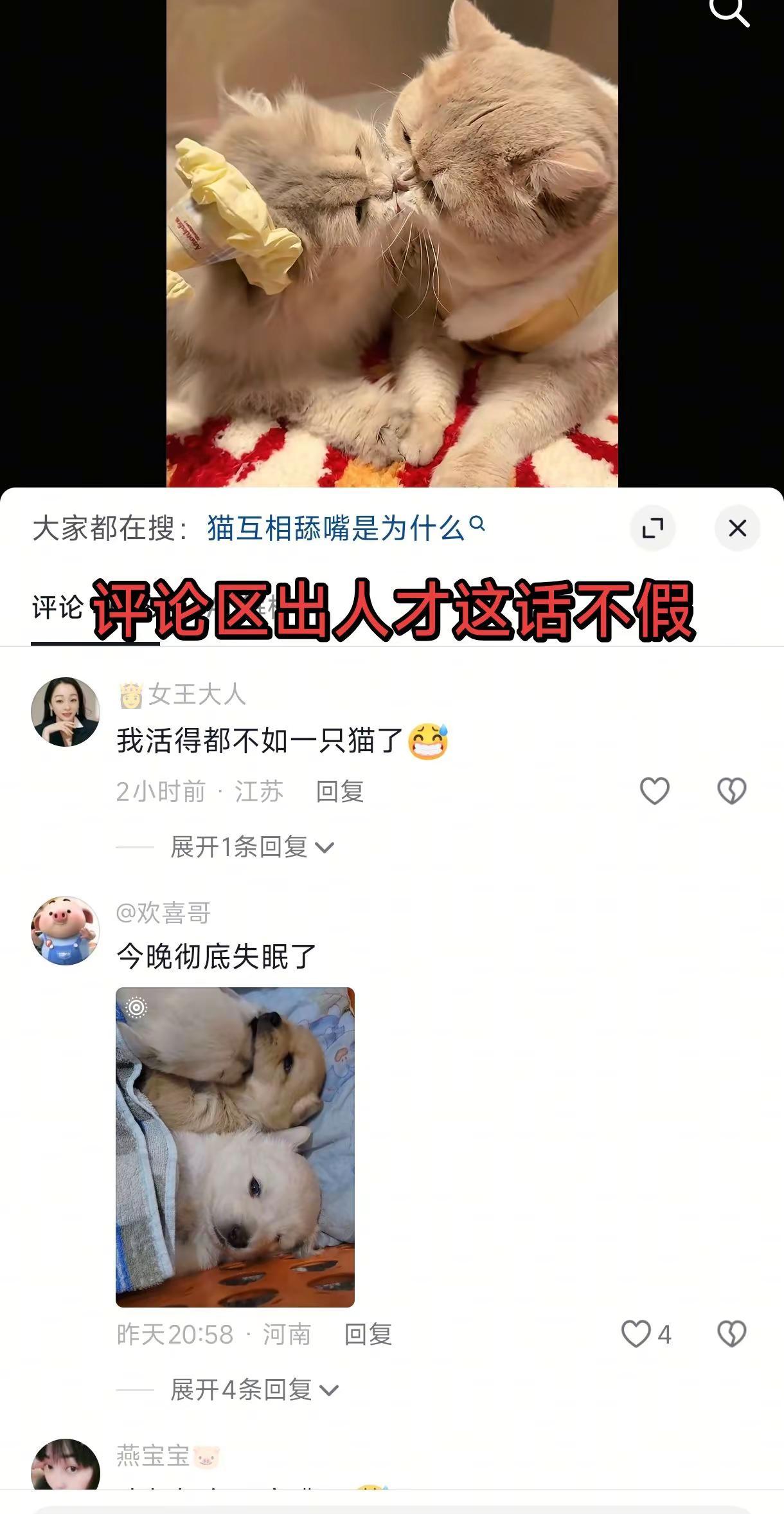 上面的猫还好，下面的狗才是真的狗啊。请狗吃狗粮，当面绿狗猫咪的亲密互动猫咪cp