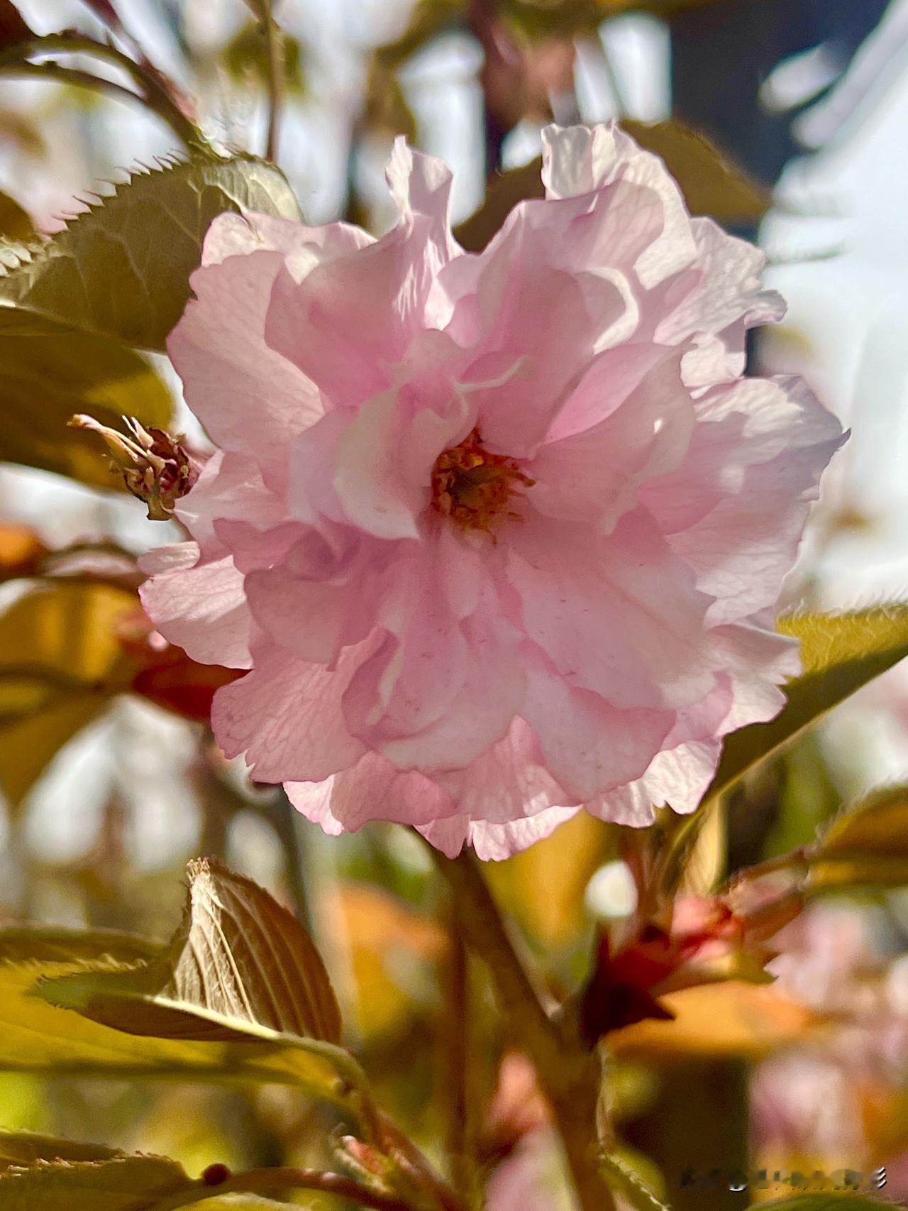 世间万物皆有情，情到深处情至深。唯美与挚爱撒播人间，正值春色迷人之际；天空飘来缕