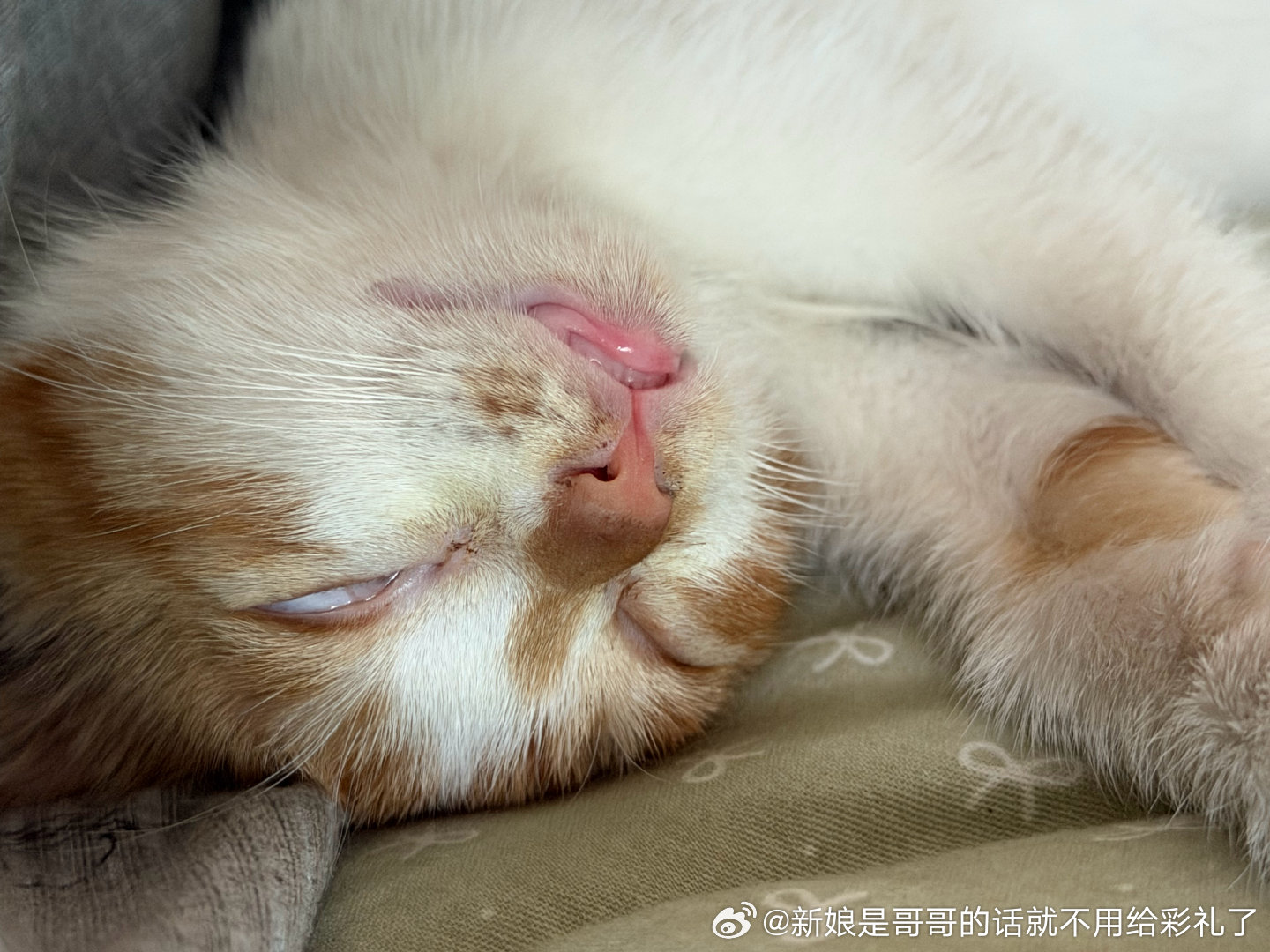 奈何明月照丑猫