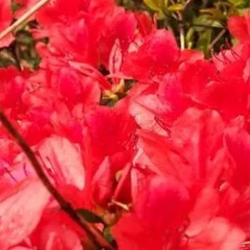 种植🌷映山红的养护方法一、光照与位置1.光照需求：映山红喜半阴环境，避免夏季