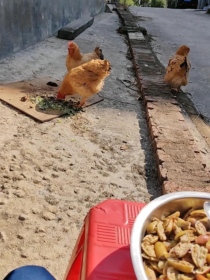 谁说上门女婿是外人？邻村这个汉子，用十年光阴活成了一家人的顶梁柱邻村老李家