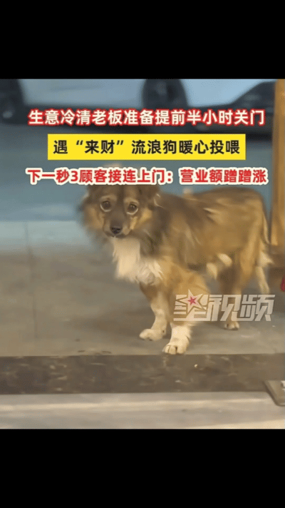 “彻底解释不清了！”陕西，饭店老板看没有生意，打算提前关门，关门时发现门口有一只