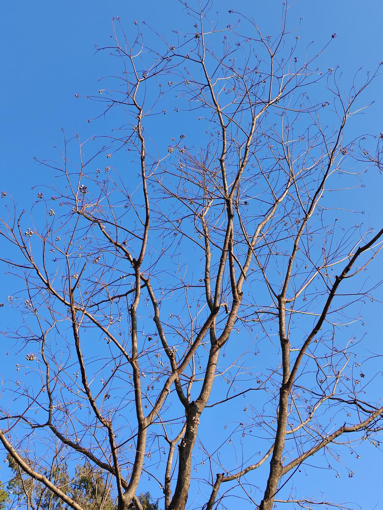 晒图笔记大赛乌桕树落光了叶，白色的种子像一朵朵小白花，光秃秃的树枝在伸展蓝天下，