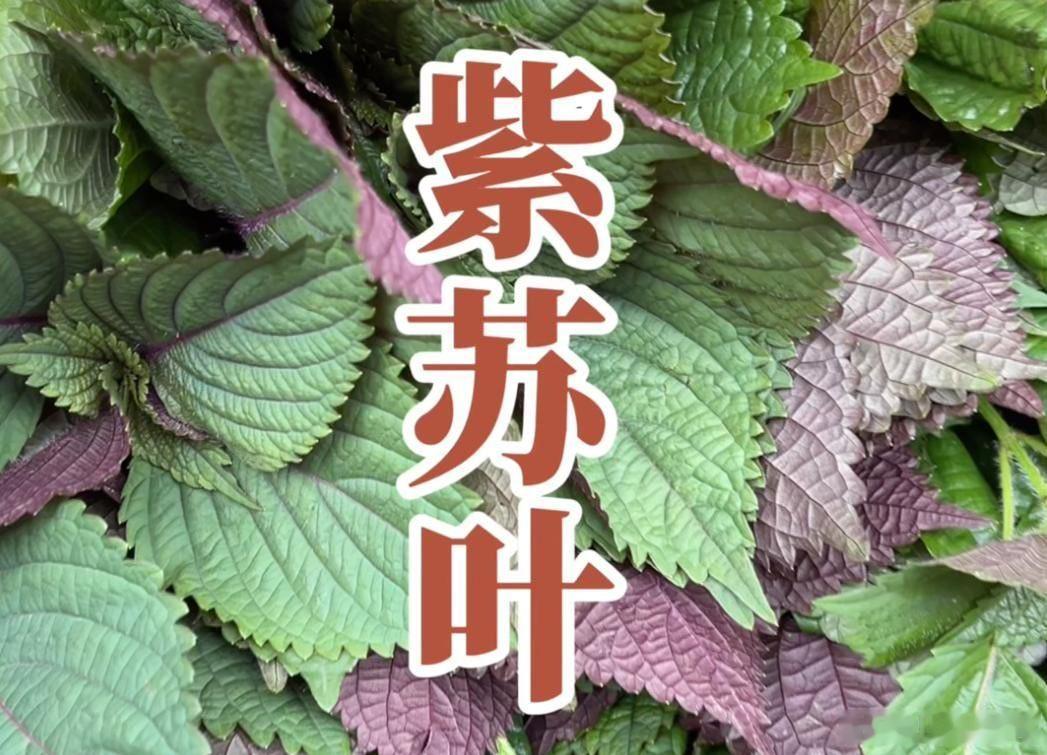 真正的补阳第一草紫苏叶，把体内寒湿逼出来，补充阳气｜儿推+食疗+贴敷医理：紫苏叶