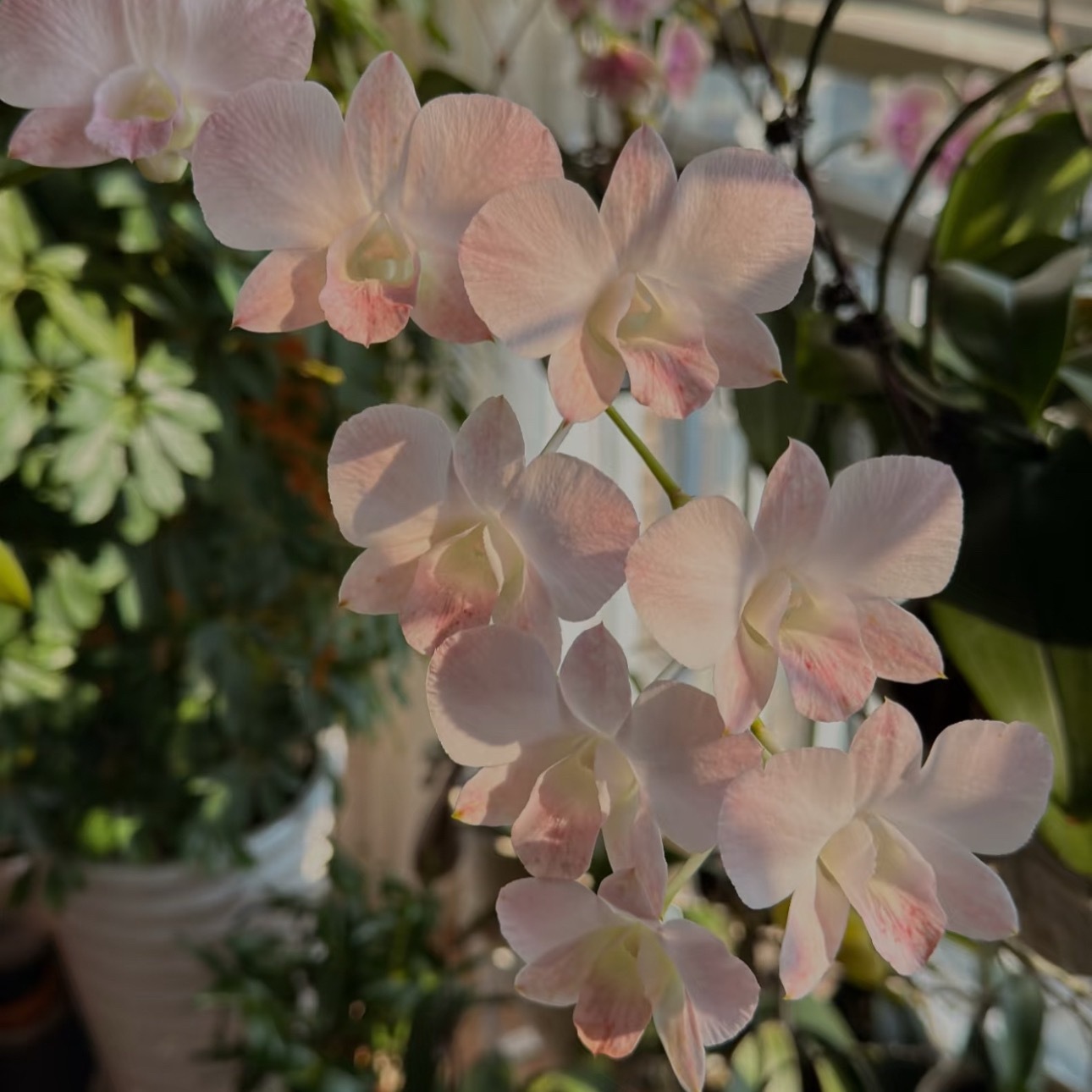 石斛兰的核心种植方法：1.栽培方式：1️⃣附生（模拟原生环境）：绑在树干、蛇木