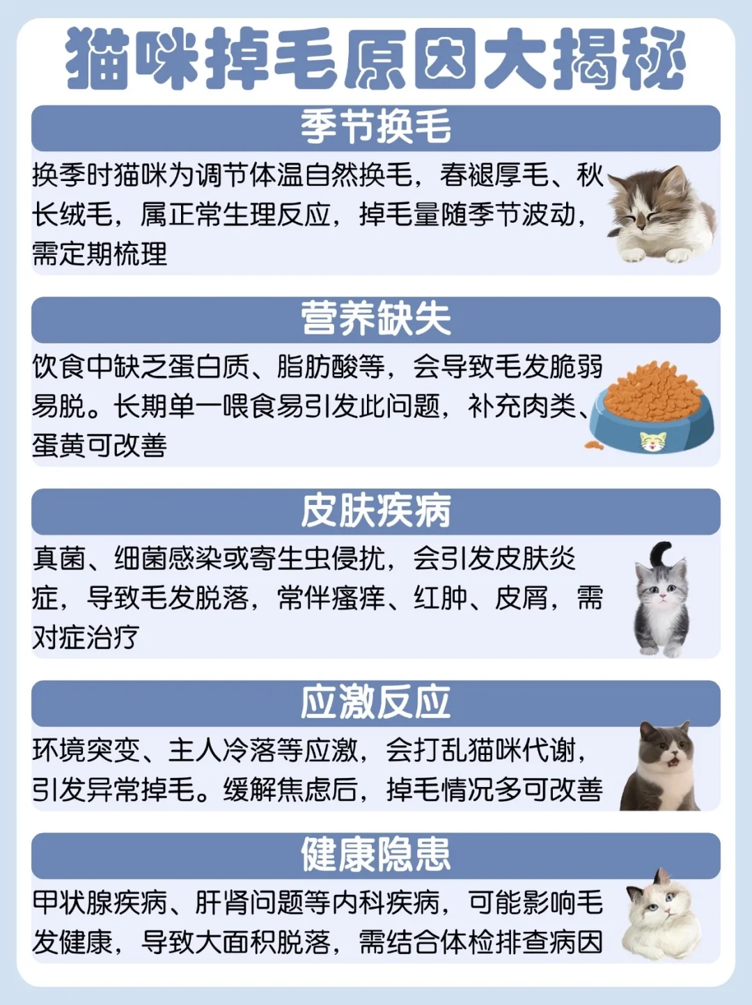 养猫人必看！猫咪掉毛原因 + 护理全攻略🐱
