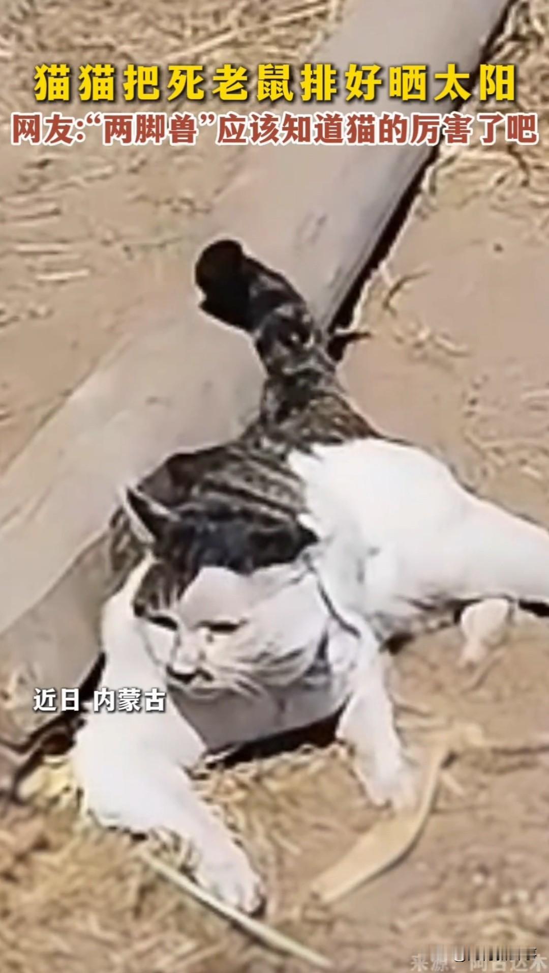 真的是不服不行啊？别人家猫晒太阳只晒肚皮，它却在院子里晒了一排死老鼠，没想到