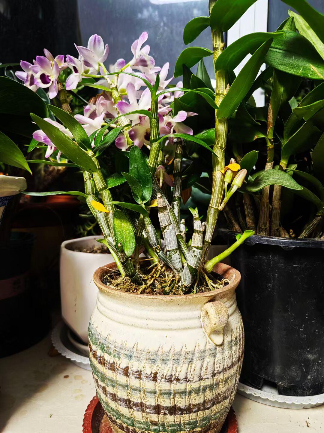 全方位展示一下墨兰和石斛。