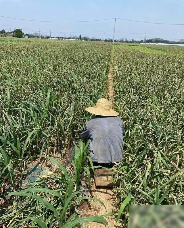 中国粮食价格为什么这么低？说白了是国家在帮老百姓“保命”，要是只让价格跟着全球市