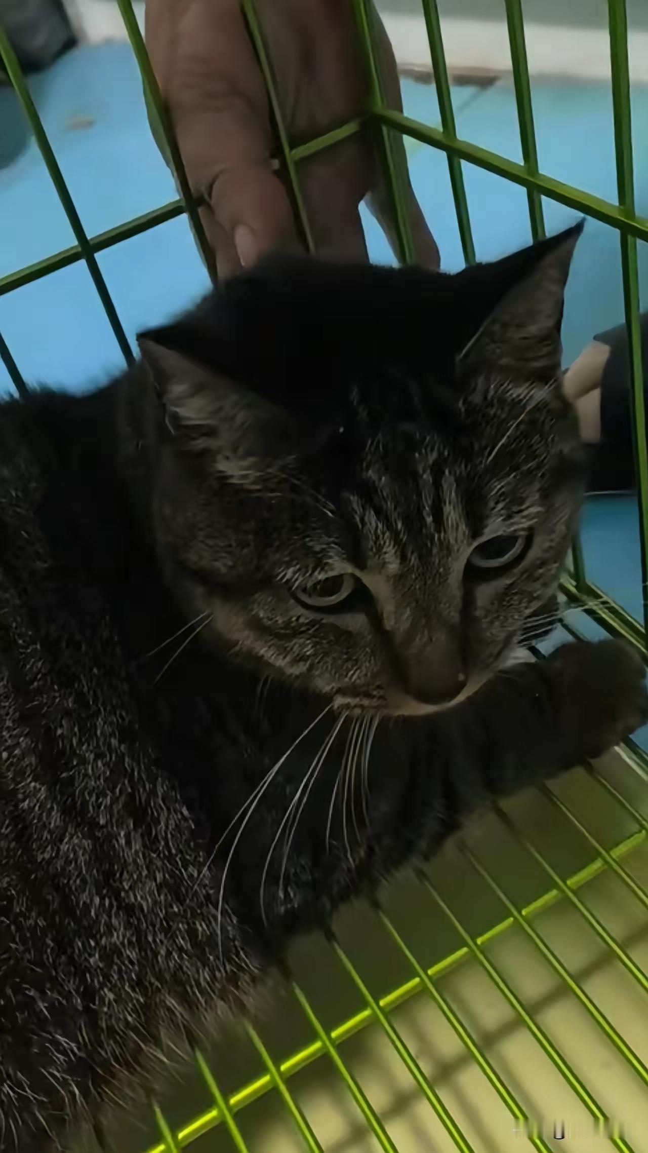 这只狸花猫，可能是彭水废墟下唯一的幸存者7月27日，彭水山体崩塌救援现场救援