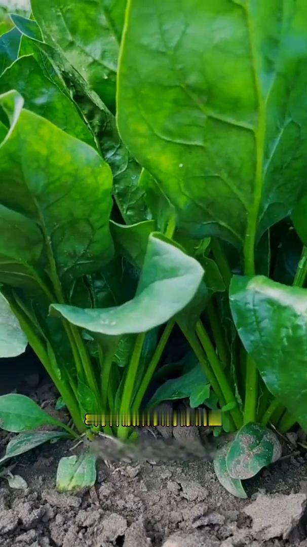 菠菜这样种出苗齐、产量高，四个核心关键点。8月种菠菜长得像锅盖，进入8月份秋菠