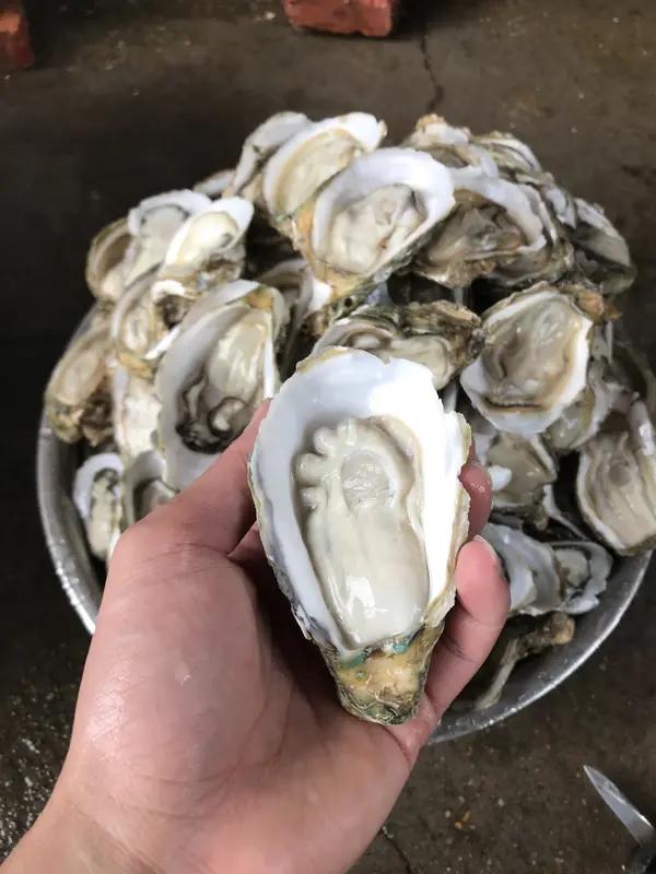 比中彩票概率还低！广东一位做了6年蚝生意的老板，每日处理300斤生蚝，近日竟意外