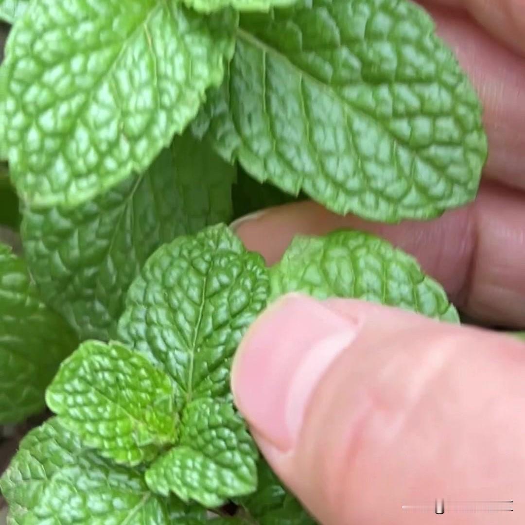 哪些植物煮鱼有奶香味🌿这种植物是植物界的闻名香草，煮鱼时放一点，能让鱼肉带着