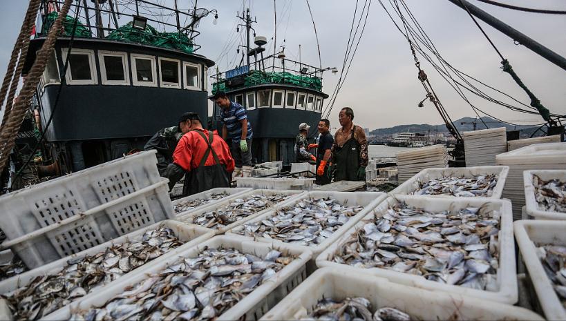 中国最大的渔场变为“死海”？曾经海产丰富的舟山渔场，现在却百里难见一条鱼，曾经生