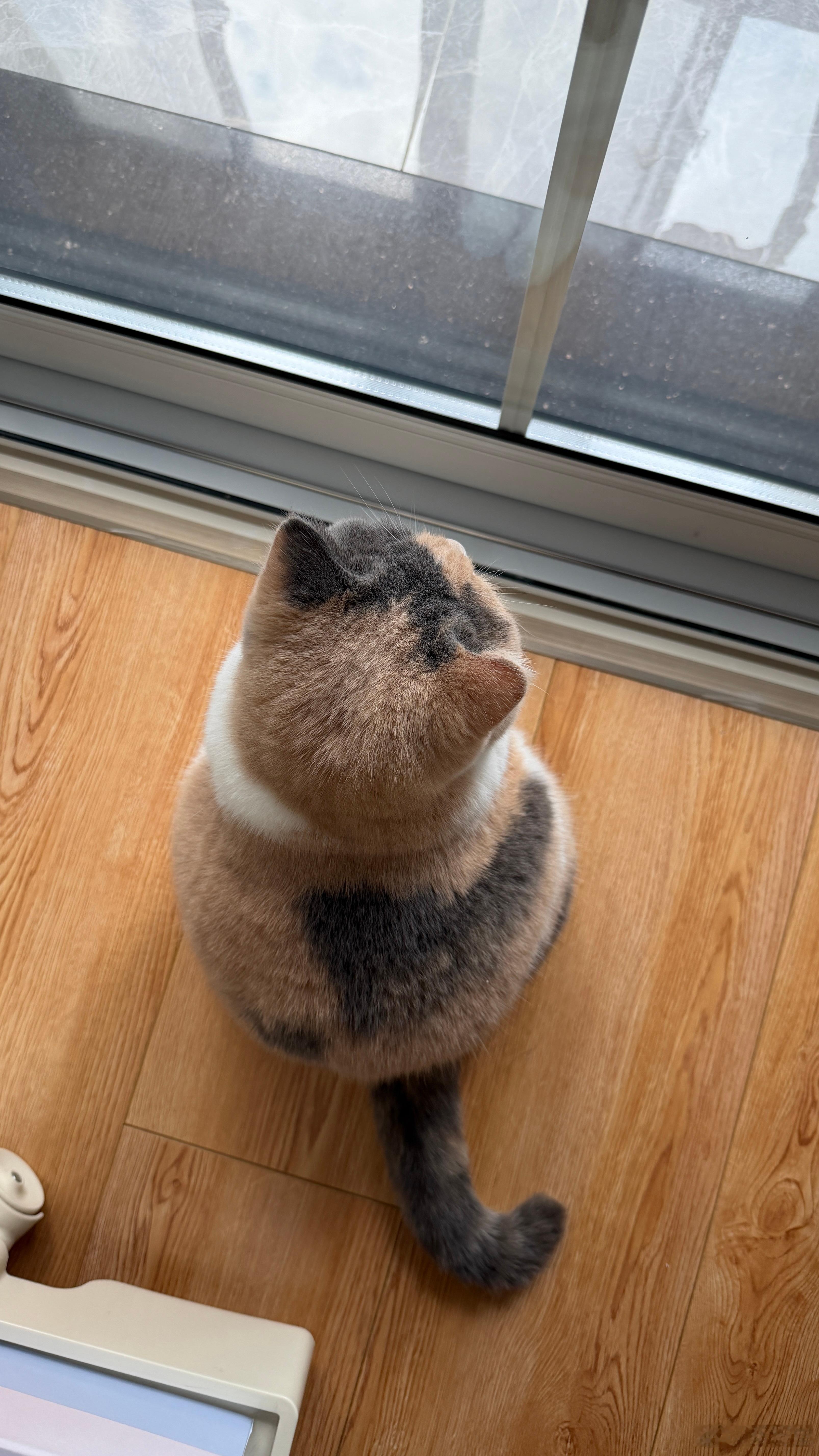 周一坏猫猫好周一的心情很难描述