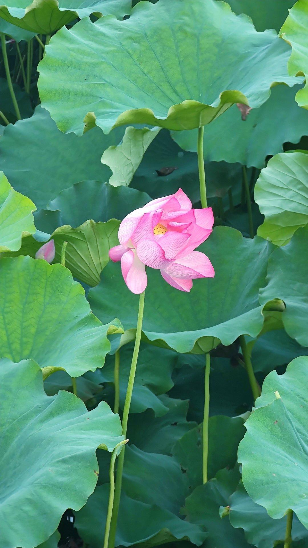 北京北海公园夏日荷花别样红摄影​​​