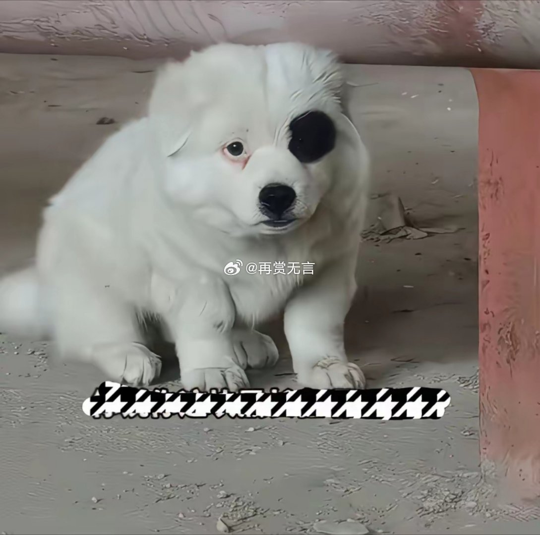 广大网友，能否帮我的狗狗起个名字？