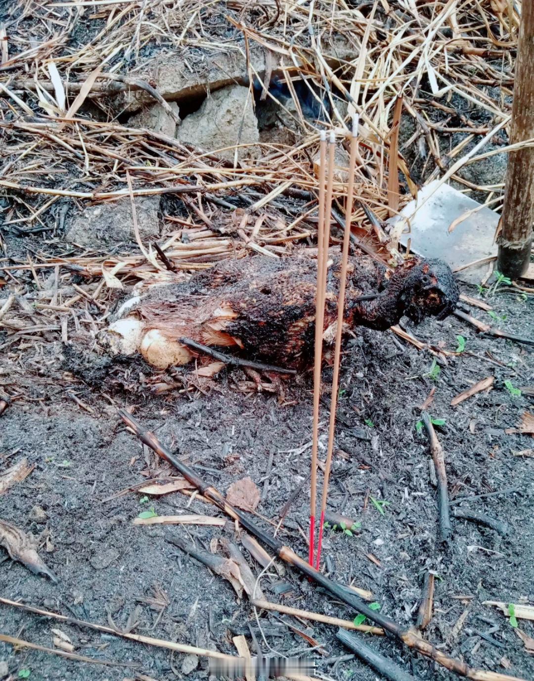 为护蛋而被野火烧死的鸟雀。伟大的母爱，它受得这一柱香！