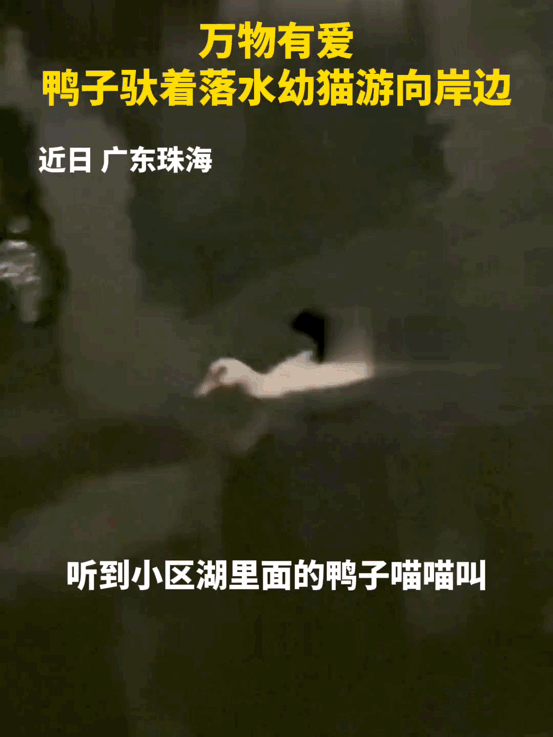 真可谓万物皆有爱！一小区湖里的鸭子，竟发出如小猫般的“喵喵”叫声。一位业主觉得蹊
