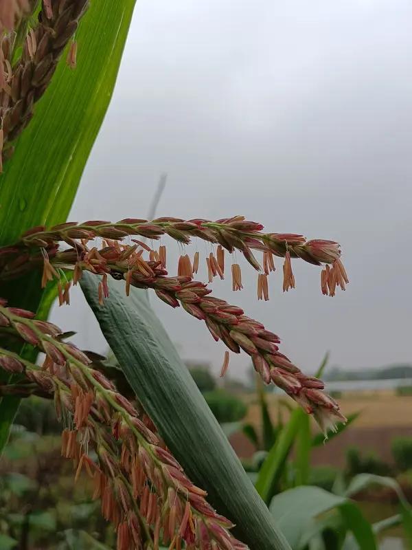襄阳“雨口夺粮”，东北队长收40块被赞，河南夫妇倒贴500块被坑在农业生产的舞台