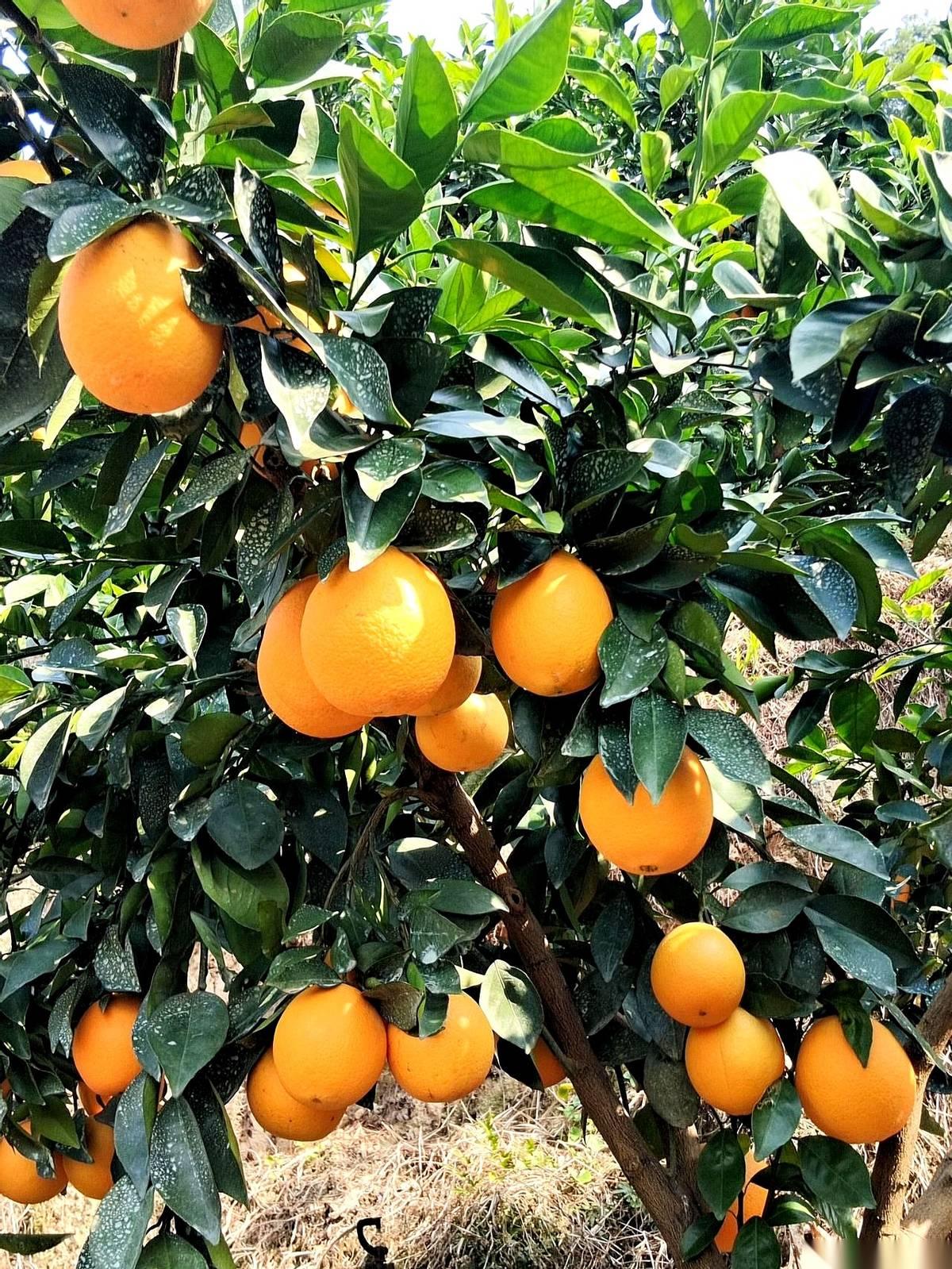 网上那些卖十几块还包邮的“赣南脐橙”，求求了，别再买了。我给你算笔账，快递费加