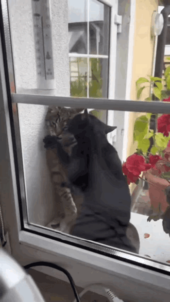 狸花猫：主人，你快过来呀，这家伙又来找我了。