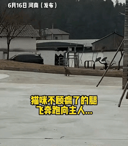 谁懂啊！瘸腿猫咪含泪奔向主人的样子，真的太好哭了很多人总说宠物不懂感情，可河南
