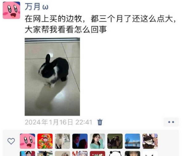 我这个德牧是什么品种啊