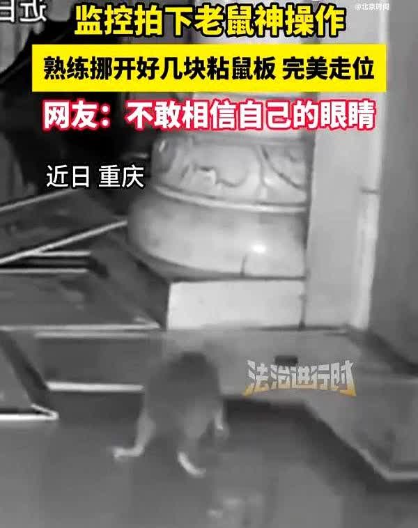这下解释不清了！重庆，女子发现家中有老鼠，就弄了很多粘鼠板放在地上，不料