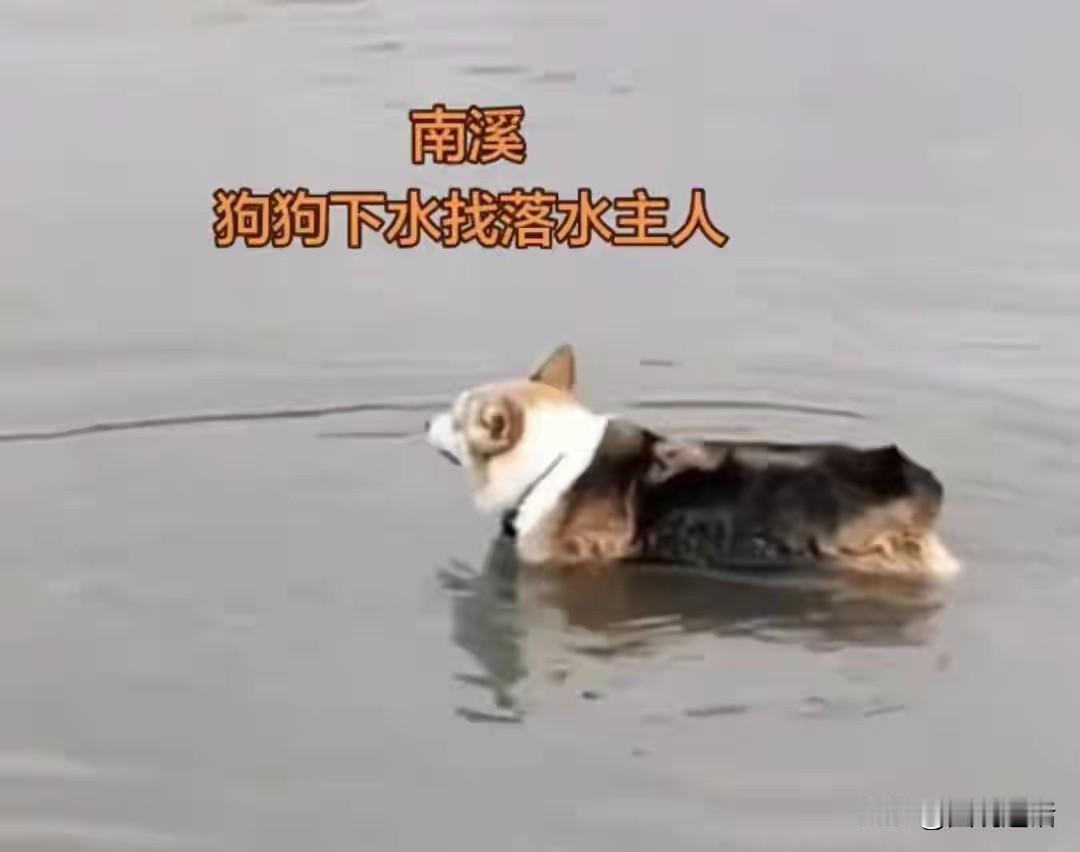 悲剧！狗还在等主人，而它的主人永远也不会回来了！5月25日，一名50多岁的男子带
