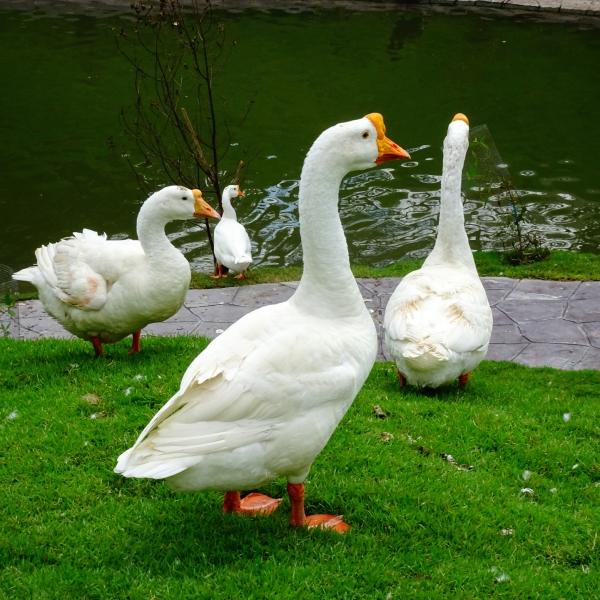 信阳水塘惊现“水中怪兽”？18斤大鹅神秘失踪后竟变“伤心鹅”！嘿，兄弟姐妹们