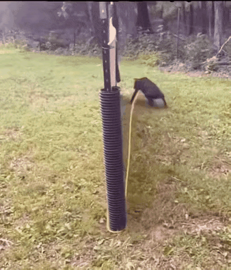 累傻狗呢，我敢说，这狗子一天的微信步数能达到100000步！