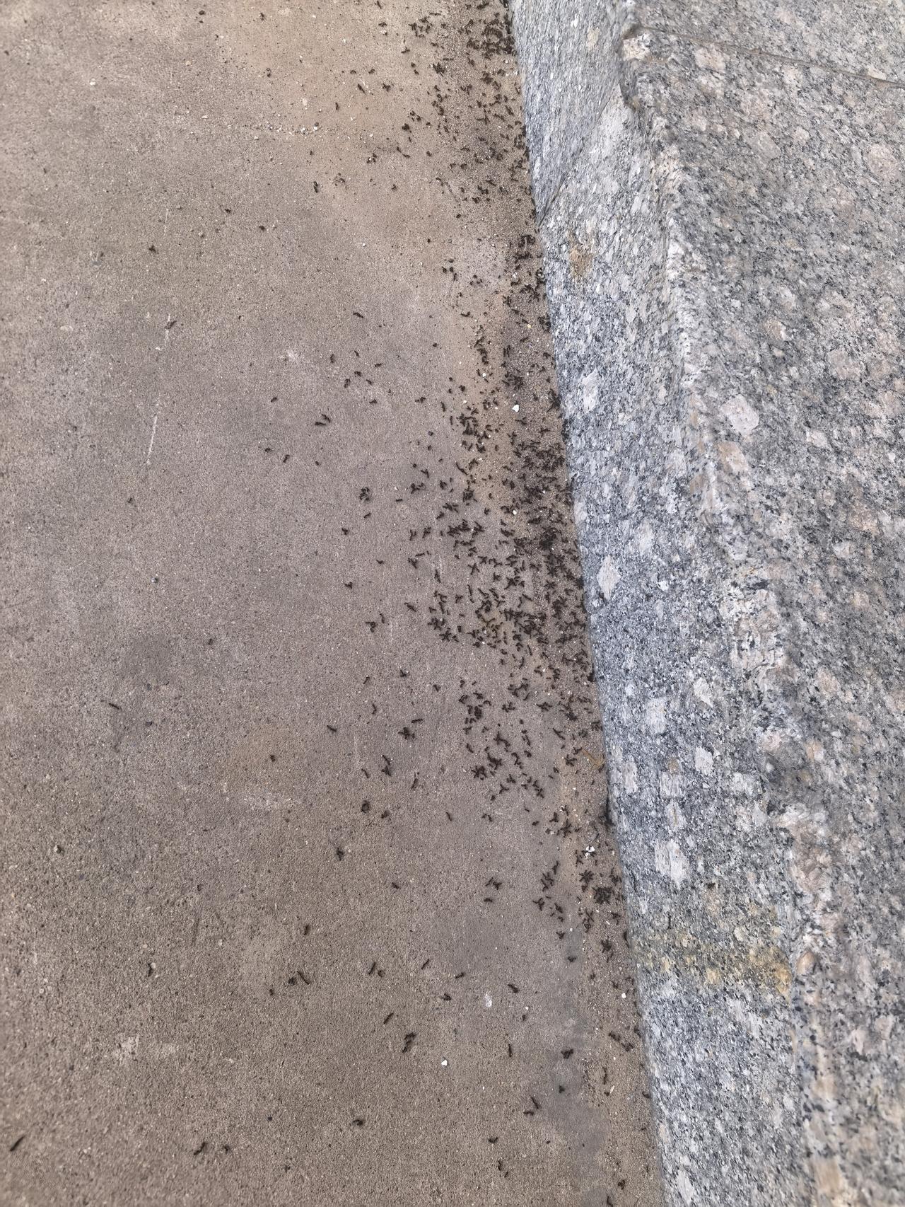 北京可能有暴雨，院里的蚂蚁一片一片的好多，都出来搬家。我这只拍了一部分，这条台阶