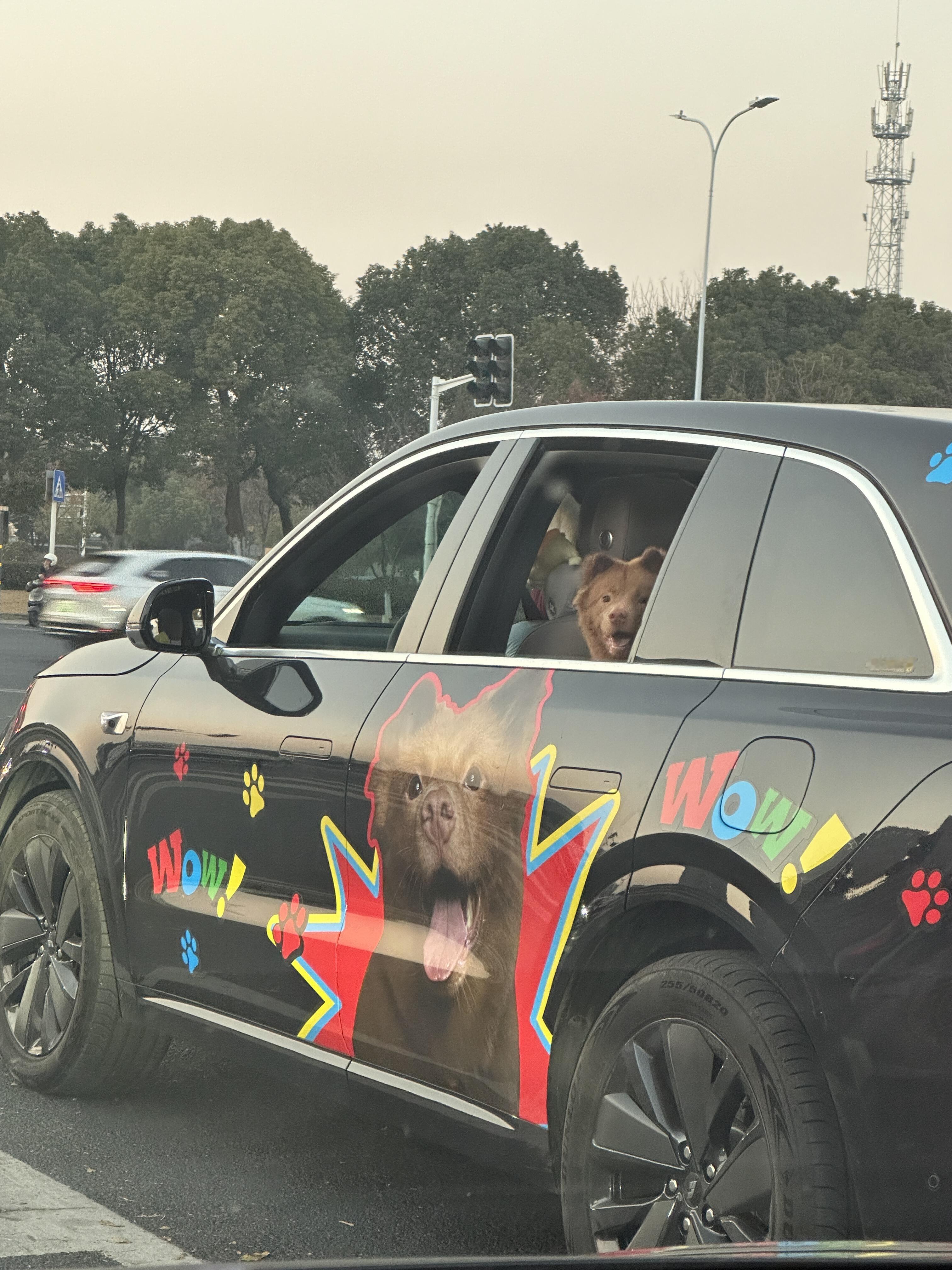 偶遇一只被爱的小狗