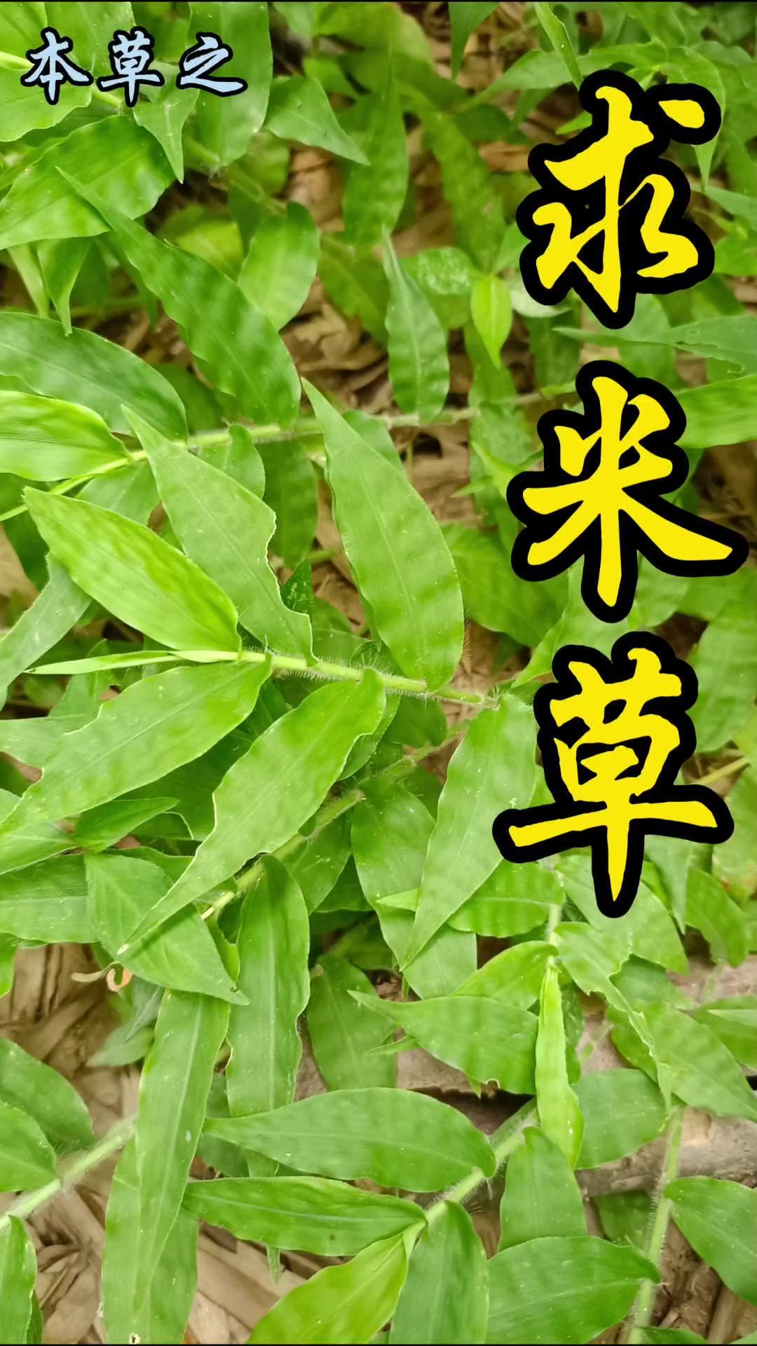 🌿山涧这种叶片有波浪状褶皱的小草，叫球米草，夏秋时圆锥花序上的白色小花细碎如米