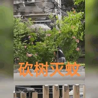 不砍树就灭不了蚊子吗？什么蚊子是一通杀虫剂搞不定的？一通搞不定那就两通、三通，有