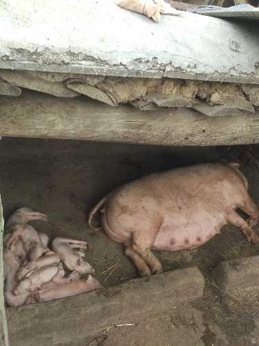 母猪便秘厌食不食怎么办? 专家带你彻底了解