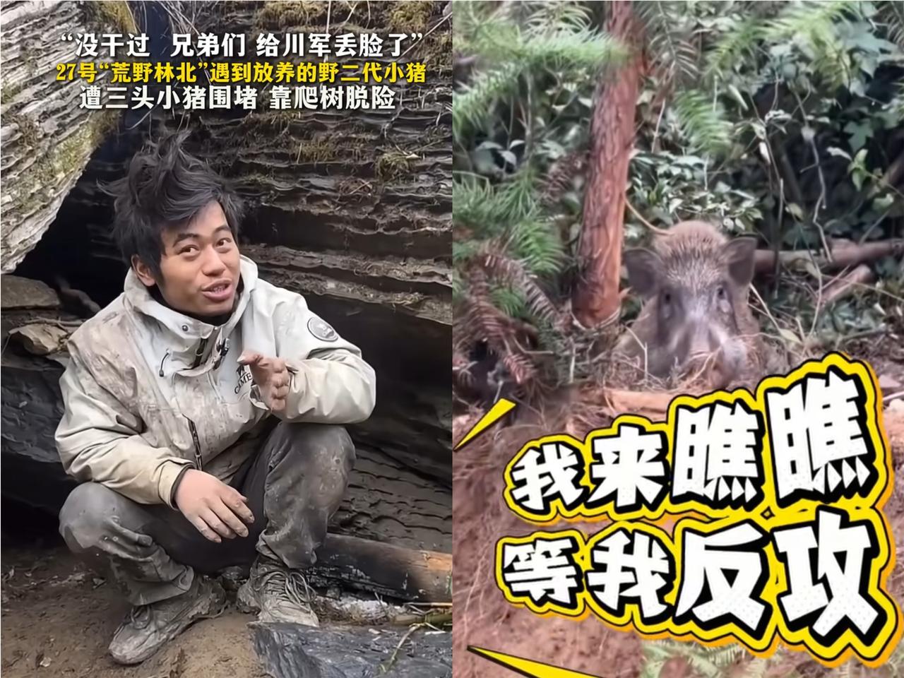 谁说荒野求生像逛公园？林北被60斤野猪追着爬树，这才是真刺激！总有