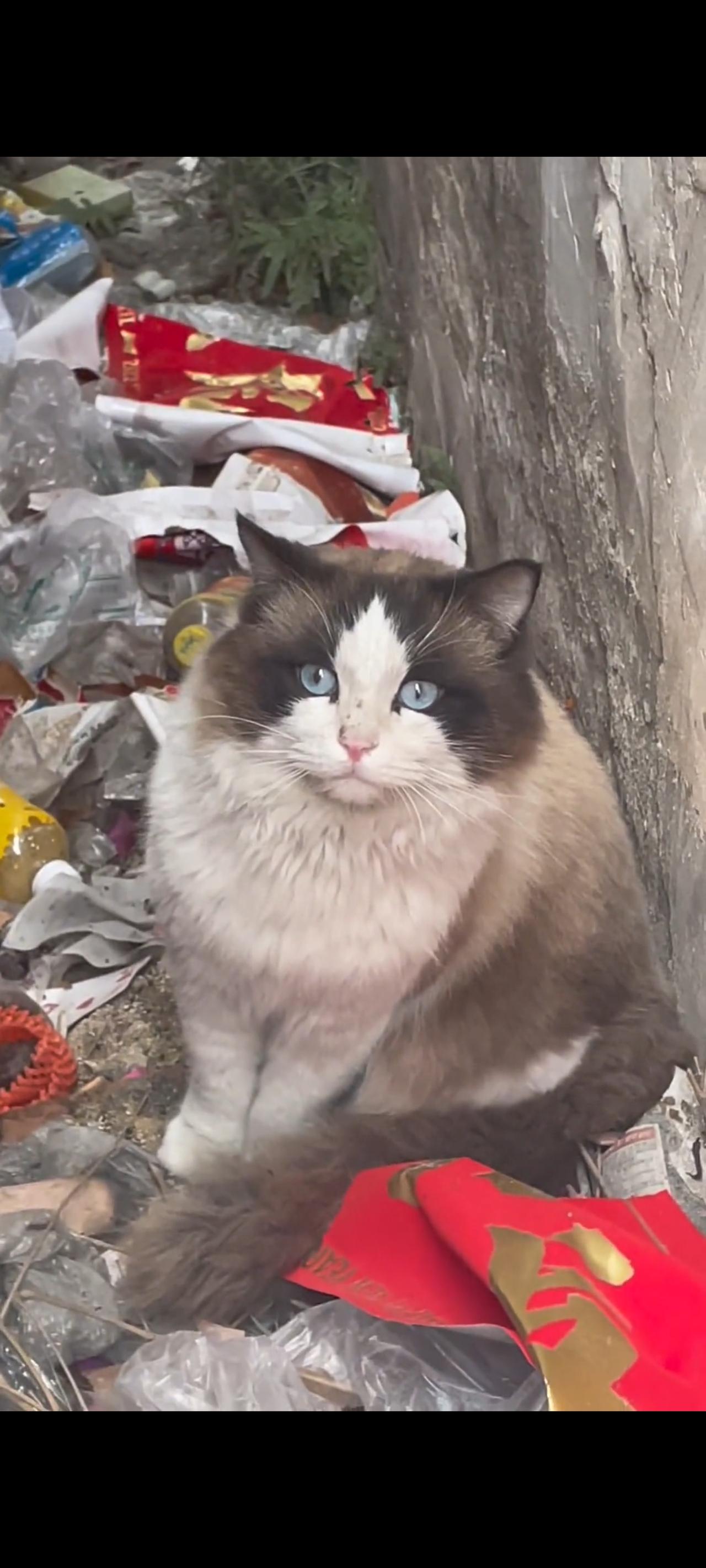 这又是谁家丢弃在外的流浪猫，竟然在墙角的夹缝当中寻找着能够让自己填饱肚子的食物！